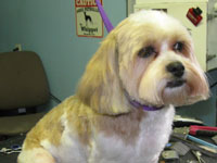 After: done in a #4 Teddy Bear trim (aka; Puppy cut) with trimmed ears and tail