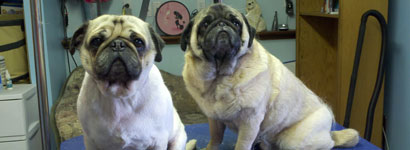 Before and After Pugs: Right natural Pug, on the left, shaved Pug.