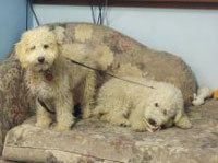 Before: Miniature Labradoodles