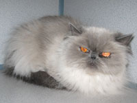 Before: Persian cat