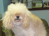 Before: male apricot Miniature Poodle