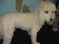 Before: male Miniature Poodle