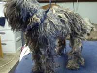 Before: Schnauzer mix that has not had a hair cut for more than a year