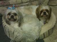 2 shih tzu's we rescued and are in happy new homes!
