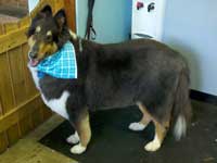 After: Collie with a light trim