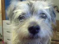 Before: Beautiful Rose the Border Terrier