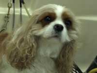 Before: Cavalier King Charles Spaniel