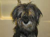 Before: Schnauzer rescue