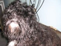 Domino, before the competition.