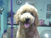 Goldendoodle.