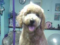 A goldendoodle in a regular goldendoodle trim. Happy guy!