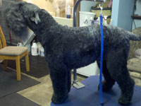 Murphy the most perfect Kerry Blue terrier ever!
