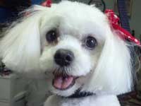 Maltese with a short face and cute bows