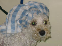 cute shot of poodle with towel