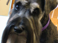 Schnauzer with long beard