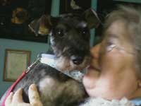 We donate our services to schnauzer rescue and here is one handsome guy ready for his new home!