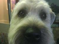 This is a Soft coated wheaten terrier NOT in a traditional cut. We love to do breeds how they are supposed to be done but this owner likes her dog in an easy to care for trim and he looks GREAT in it!!